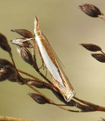 Crambus watsonellus