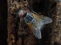 Entomophthora muscae