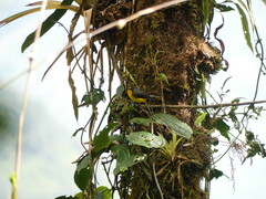 Myioborus melanocephalus