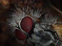 Entomophthora muscae