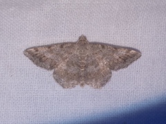 Digrammia ocellinata