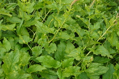 Blitum