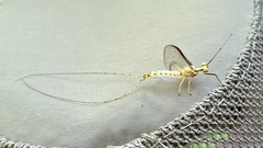 Hexagenia limbata