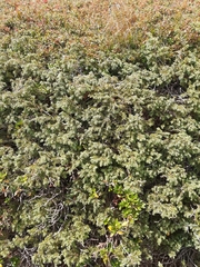 Juniperus communis saxatilis