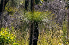 Xanthorrhoea preissii