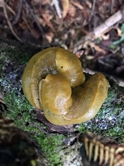 Ariolimax columbianus
