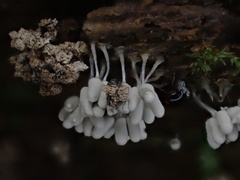 Arcyria cinerea