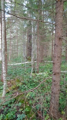 Picea abies