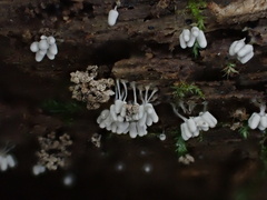 Arcyria cinerea