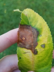 Grovesinia pruni