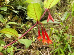 Fuchsia