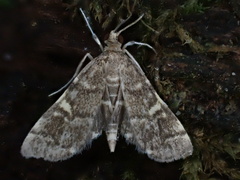 Anageshna primordialis