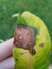 Grovesinia pruni