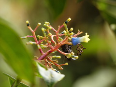 Palicourea corniculata