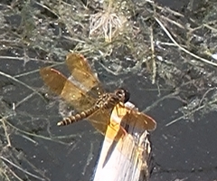Perithemis