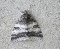 Catocala relicta