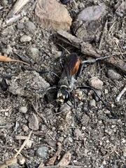 Hymenoptera