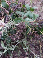 Ceanothus americanus