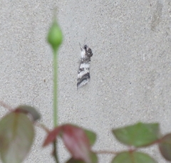 Catocala relicta