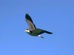 Vanellus miles novaehollandiae