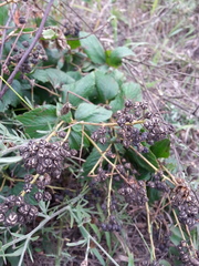Ceanothus americanus