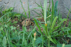 Bufo spinosus