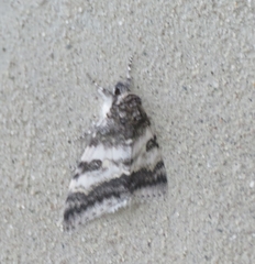 Catocala relicta