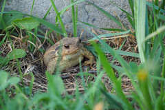 Bufo spinosus