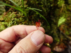 Lepanthes