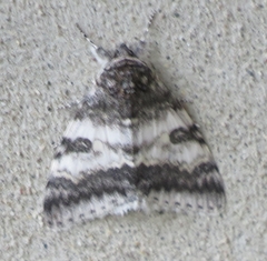 Catocala relicta