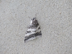 Catocala relicta