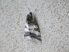 Catocala relicta