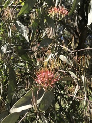 Amyema quandang