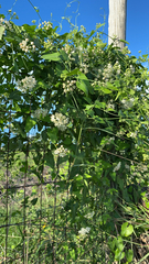 Funastrum cynanchoides