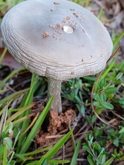 Amanita vaginata