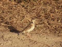 Melanocorypha calandra
