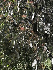 Amyema quandang