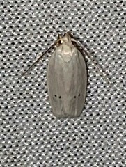 Antaeotricha albulella