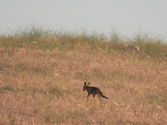 Vulpes vulpes silacea