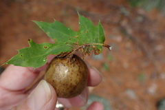 Amphibolips quercusinanis