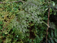 Hymenophyllum scabrum
