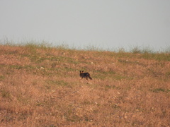 Vulpes vulpes silacea