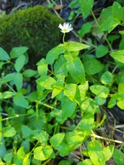 Stellaria aquatica
