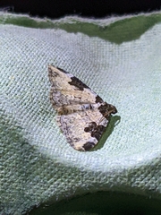 Xanthorhoe fluctuata