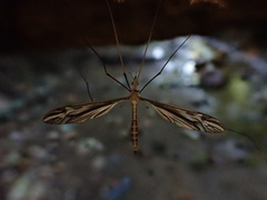 Tipula furca