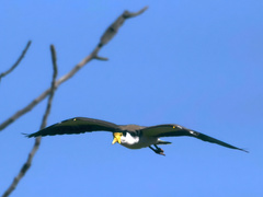 Vanellus miles novaehollandiae