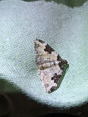 Xanthorhoe fluctuata