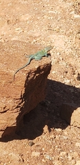 Crotaphytus collaris