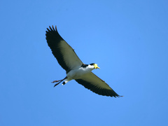 Vanellus miles novaehollandiae