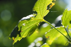 Meconema thalassinum